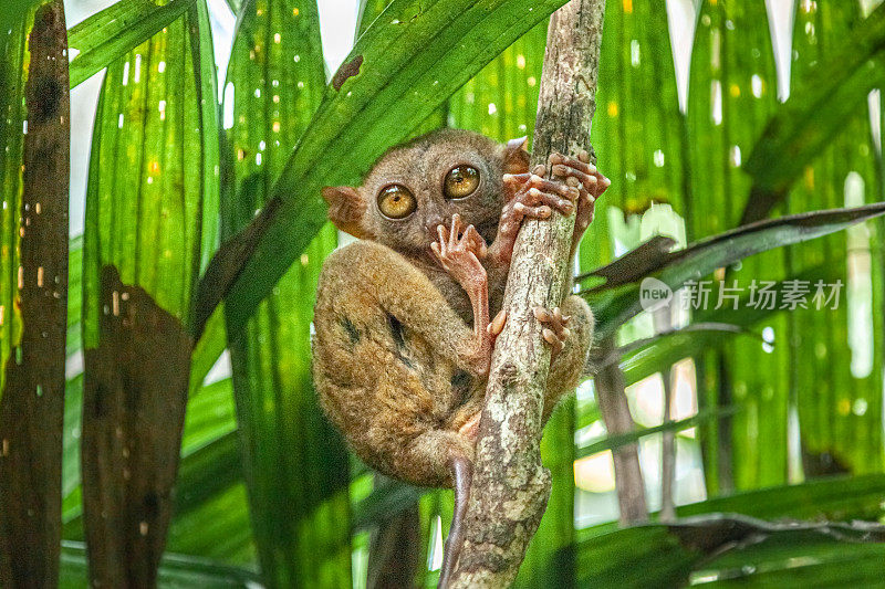 Tarsier des Philippines， （Carlito syrichta）， Philippine tarsier， tarsero.